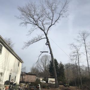 PureGreen Tree Service