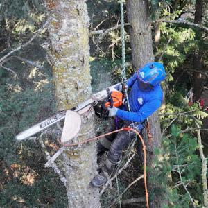 NW Premier Tree Services Beaverton