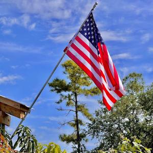 El Arbolito Nursery: Árboles Frutales, Fruit Trees! Mango, Aguacate, Mamey, Anon, Chirimoya, Guanabana, Lychee, etc