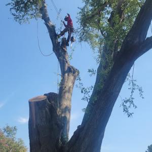 K&R Tree Service Pros