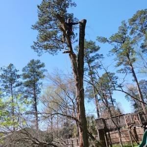Tree Service Menjivar