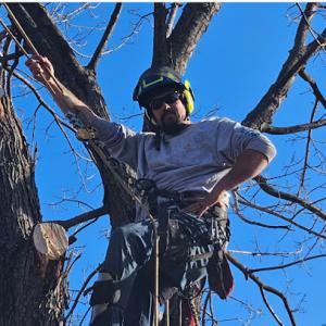 Abe's Low Cost Tree Removal