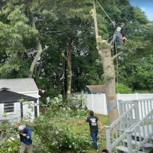 Cheap Charlie's Tree Service