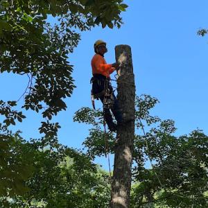Bruno Tree Service