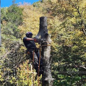 South Fork Tree Care
