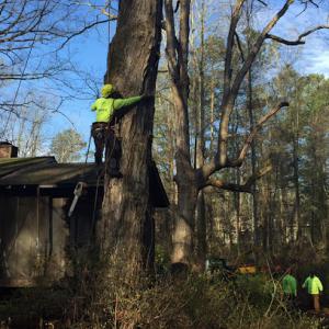 Salomon's Tree Service