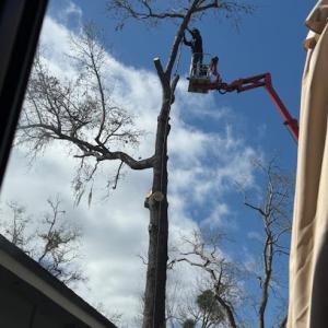 American Tree Solutions