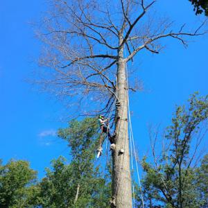 Elliott's Tree Service