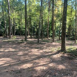 Top Notch Tree Service