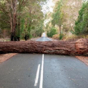 Hicksville Tree Service