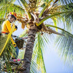 Maui Palm Trimming