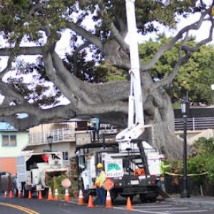 Tropical Tree Care