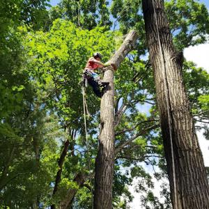 DLG Tree Care