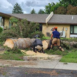 For-Evergreen Ground Maintenance & Tree Services
