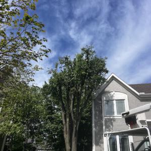 Tornado Lawn & Tree Service In Kansas City