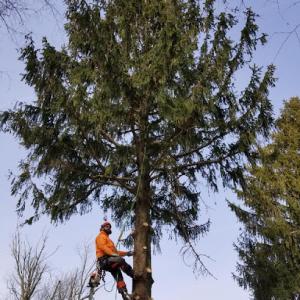 Treemendous Tree Care & Arborist Trimming Service
