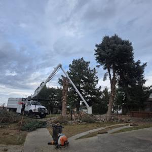 Supreme Tree Service