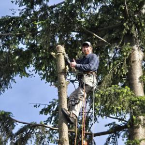 Brian Tree Service