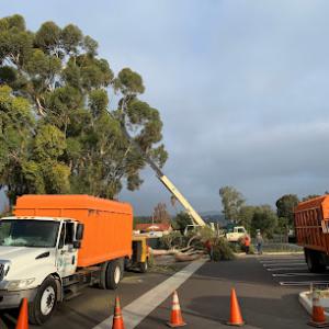 Freddy's Tree Service