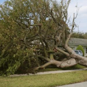 San Marcos Arbor Care