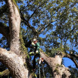 Bergeron Tree Surgery