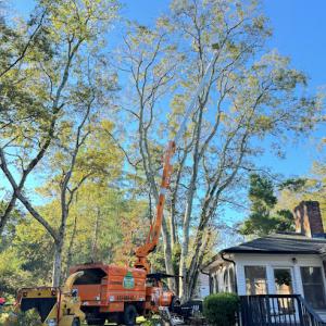 MIGUEL’S TREE SERVICES & LANDSCAPING