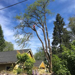 Arbor Tree Care