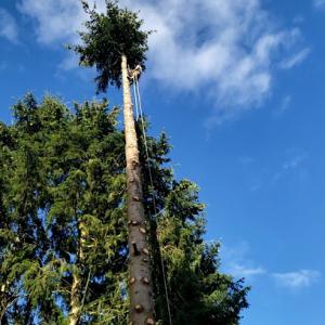 Madd Mikes Tree & Landscape