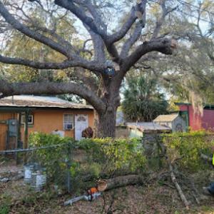 Timber takedown Tree removal