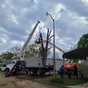 Calcasieu's Tree Service