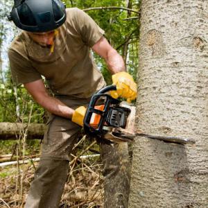 Blue Collar Tree Services