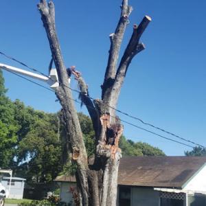 Lyons Family Tree Care