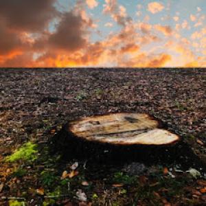 Stumped Up | Tree Stump Removal