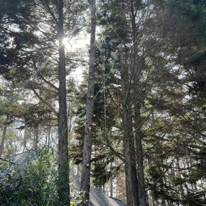 Allatoona Tree Company