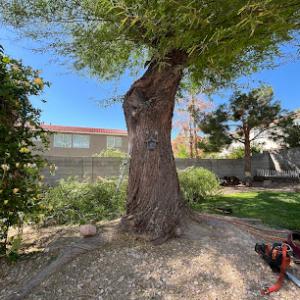 Green Man Tree Service