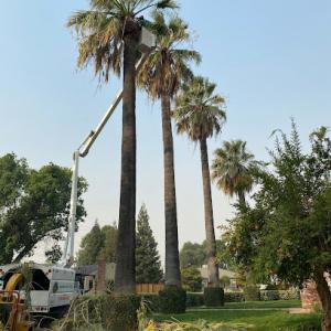 Professional Tree Service USA