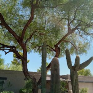 Palm Kings Tree Service