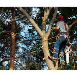 Old Town Tree Service