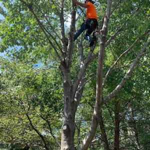 RTS Tree Service