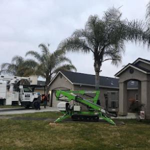 Joe Jr's Tree Service