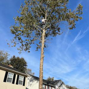 Straight Edge Tree Service