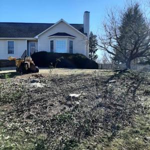 Curry's Stump Removal