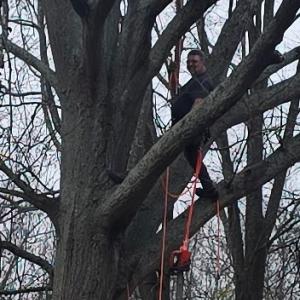Tony's tree care & lawn