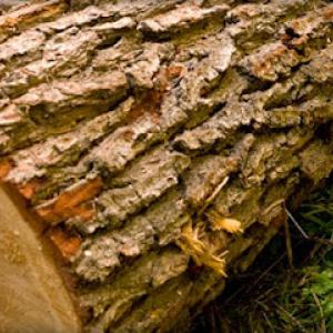 Glenn's Tree Service