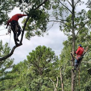 Luis' Tree Service