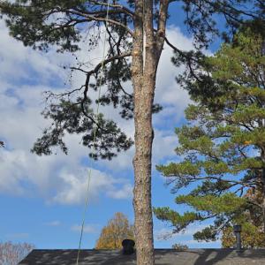 Francisco Tree Service