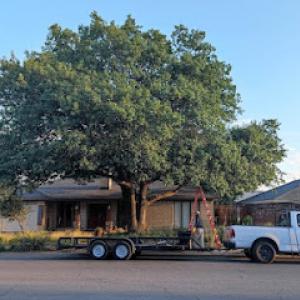Flocy Tree Service