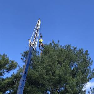 Jd Tree & Landscape Services