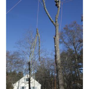 Bamberg Tree Service