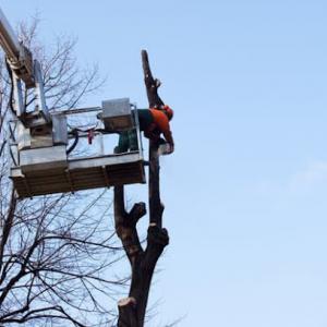 Paterson Tree Care